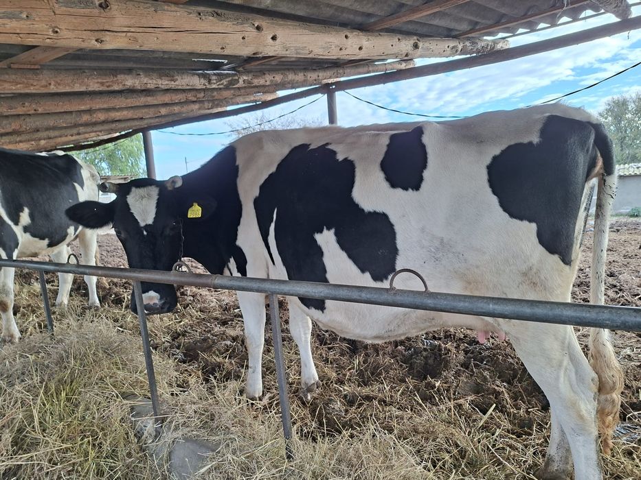 Vând 2 vaci de lapte