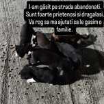 Donez căței urgent