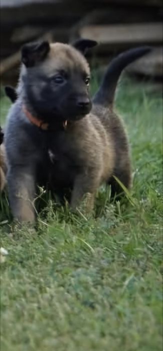 Ciobanesc Belgian malinois