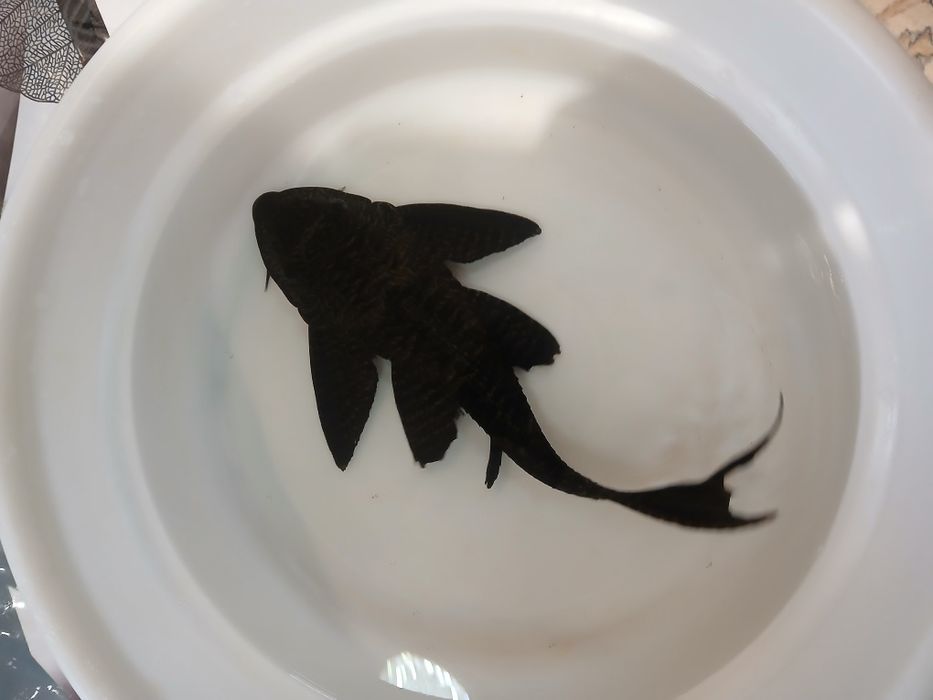 Анциструс Сом сотилади катталиги 25-28см атрофида