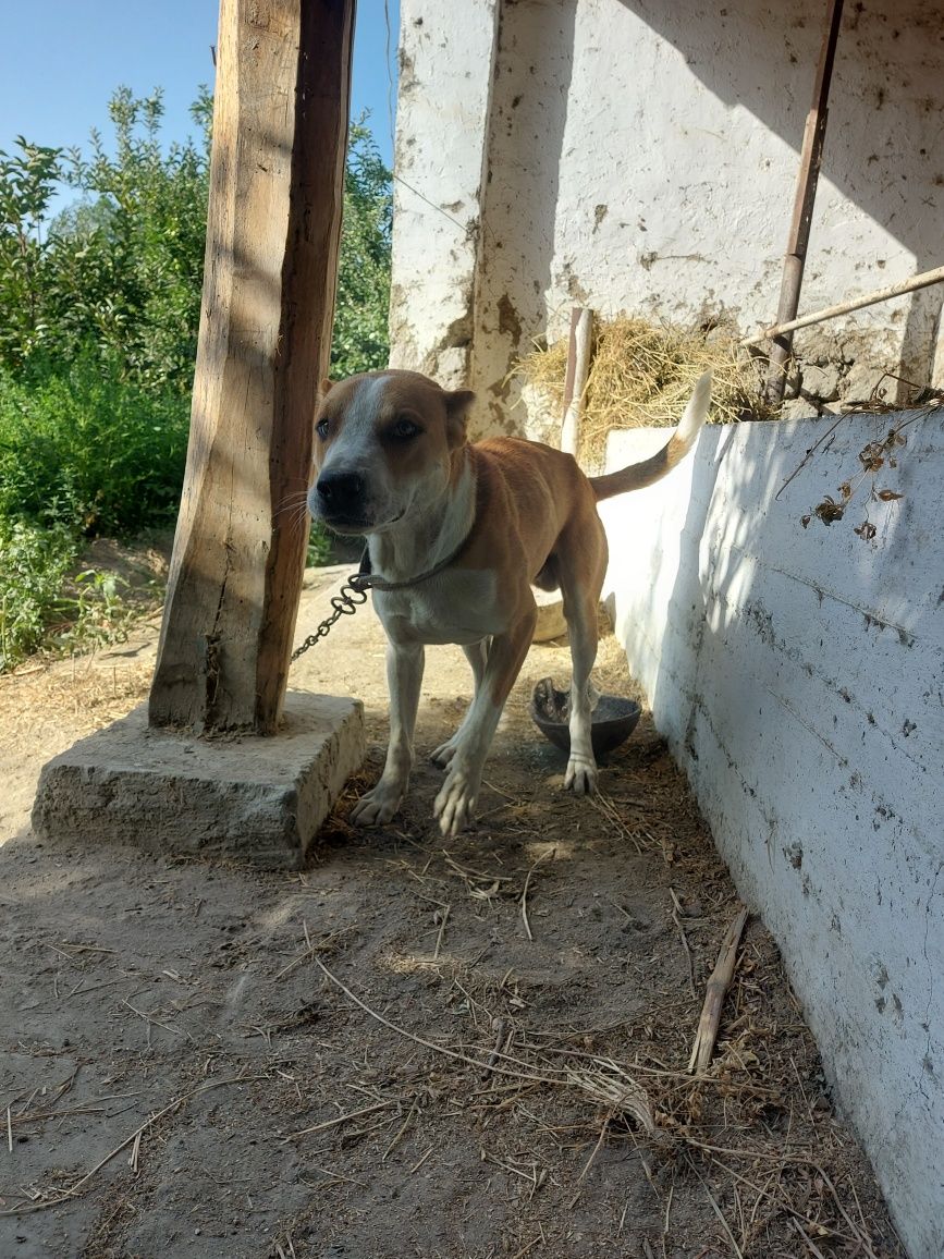 Pitbull собака Питбул