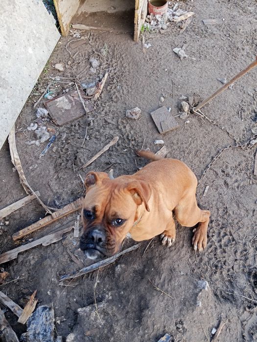 Куче боксер женско . По родадено