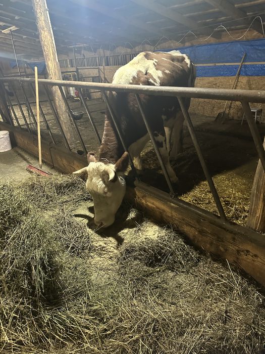 Vaca baltata romaneasca