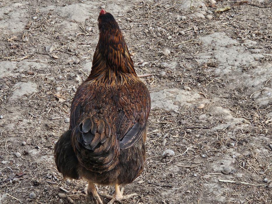 Хан хаяп тову ва хурози