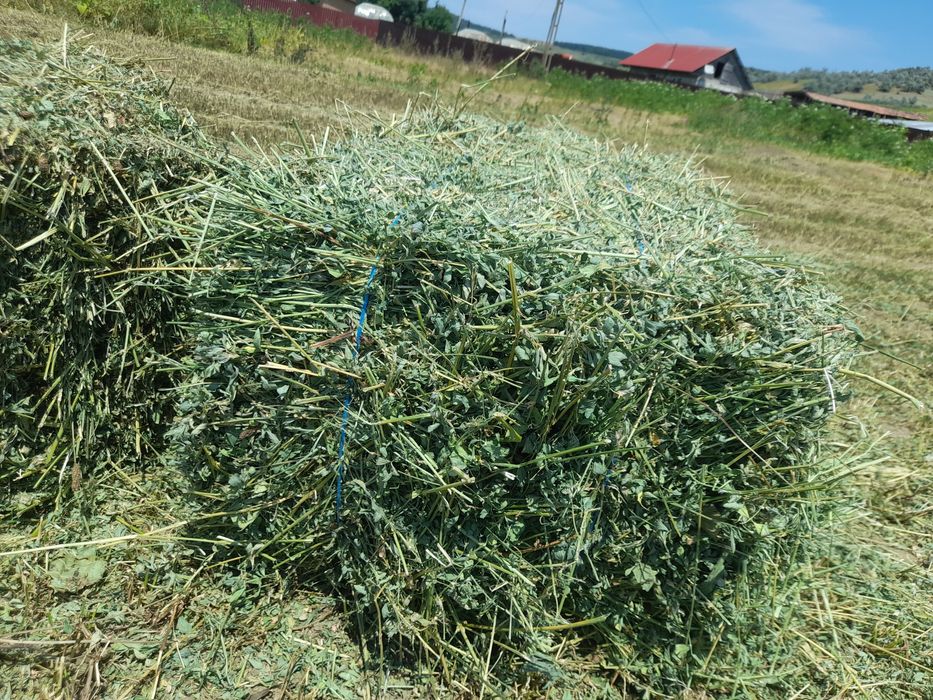 Baloti lucerna calitate f buna