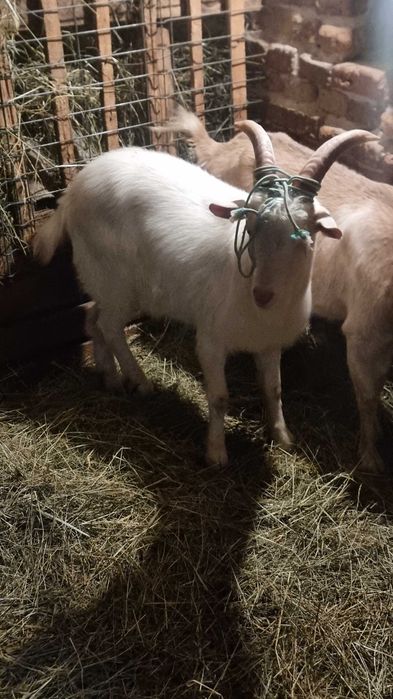 Vând un țap Sannen in vârsta de 9 luni