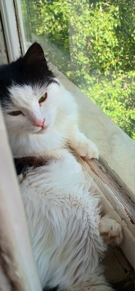 Кошечка ищет семью