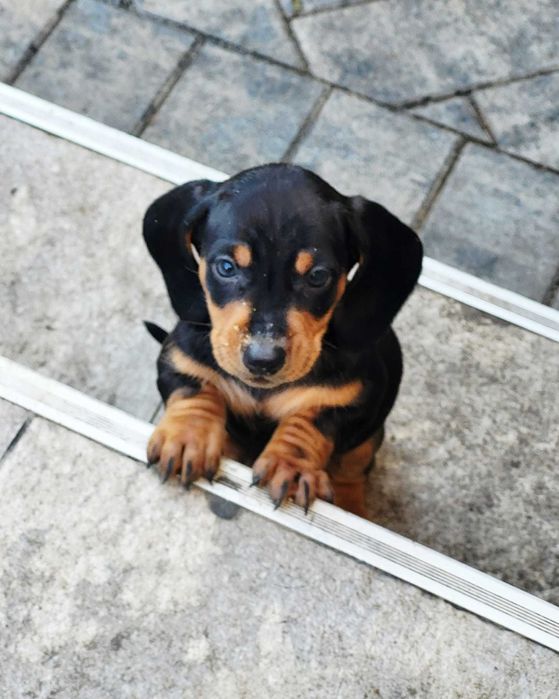 Pui Teckel– Vaccinați & Deparazitați, Caută Cămin