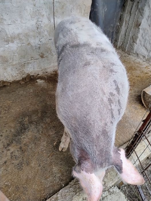 De vânzare în jur de 200 kg