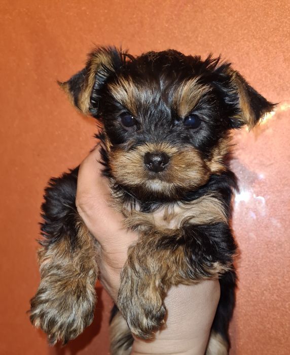 Продам щенков йоркширского терьера.