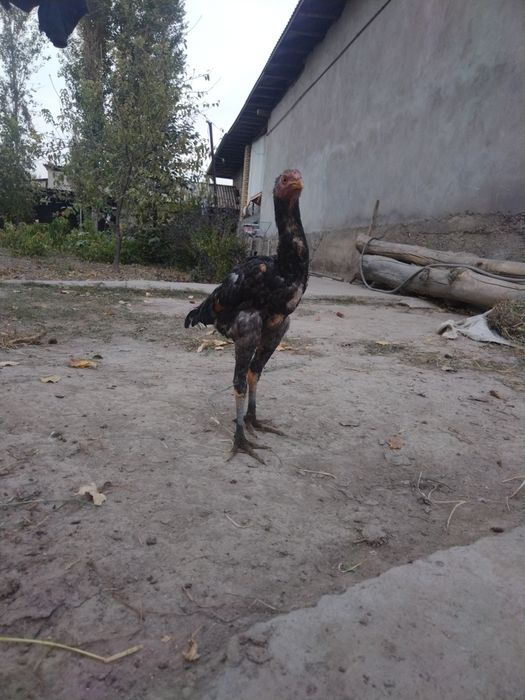 Дакан Жожа Тошкент Юкоричирчик туманида