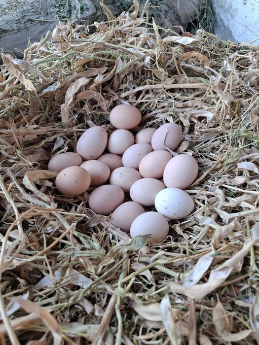 Домашний тухум сотилади