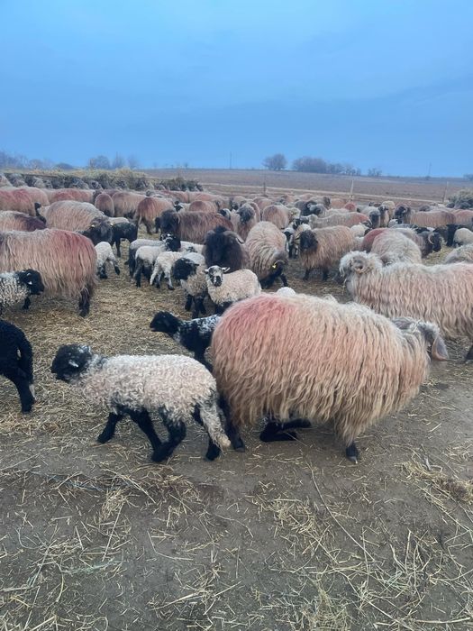 Vand 430 de oi rasa țurcana