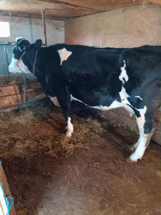 Schimb Vaca Gestanta 7/8 Luni Foarte buna