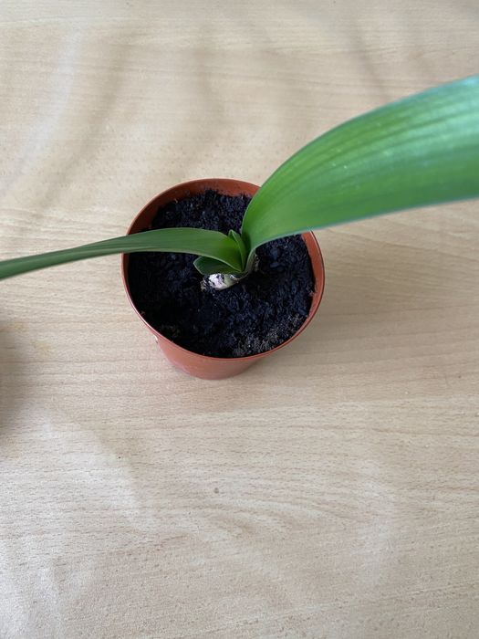 Кливия 1500тг