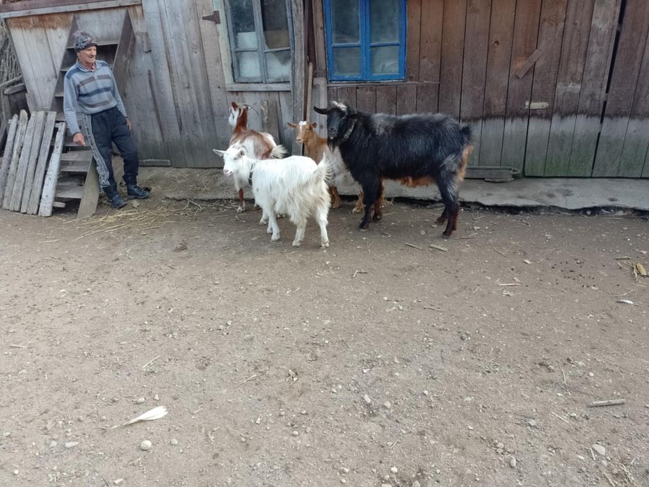 Se vând toate patru