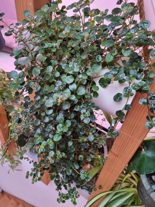 Plante emersate si melci pt acvariu. Paludarium/Terrarium pe comanda.