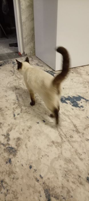 Pradayorsya kot su shu paroda 6 mesecov