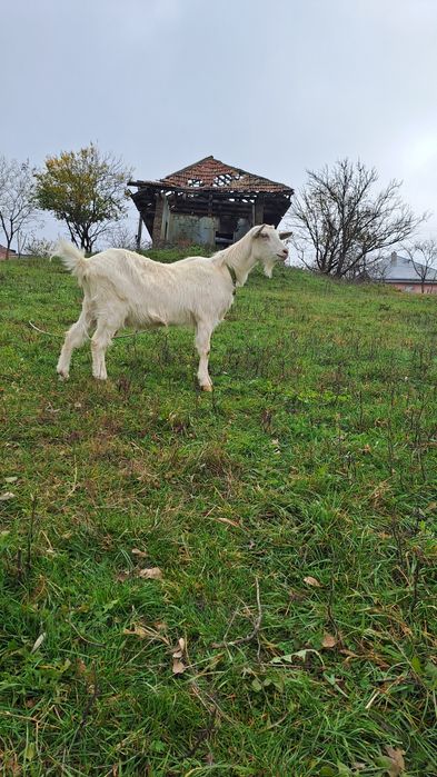 Vând capre în comuna Drăgușeni jud Botoșani