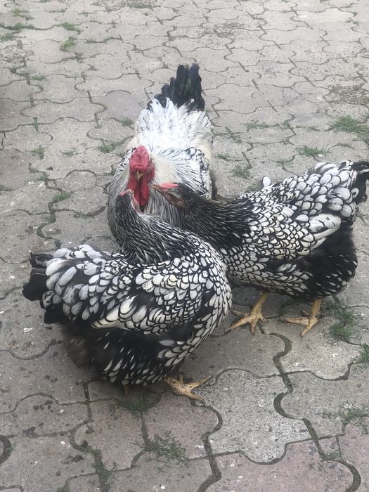 Vand familii,gaini rasa:Brakel lemon,Wiandotte argintiu,La Bresse