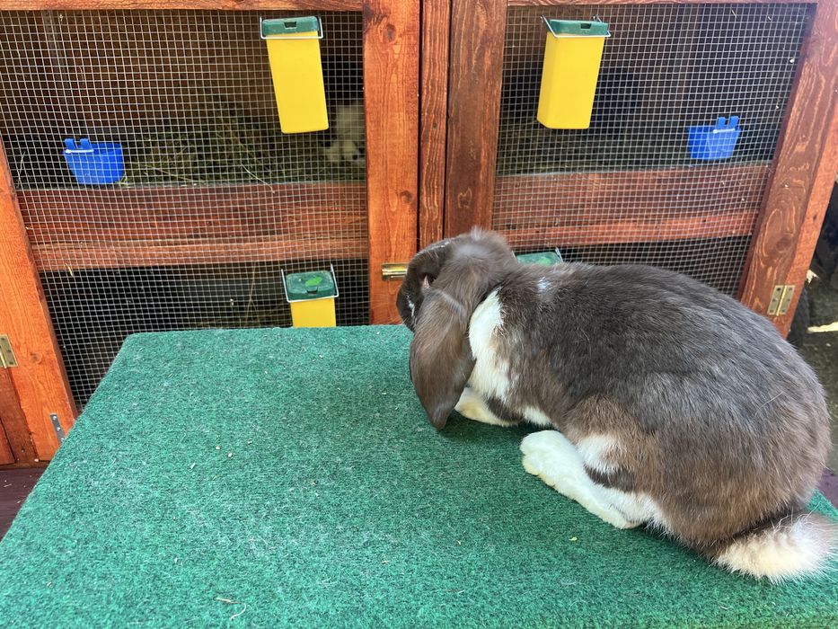 Iepuri Berbec German Havana