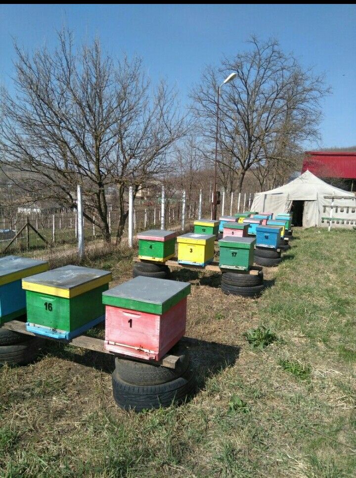 Schimb stupi , famili de albine pentru teren