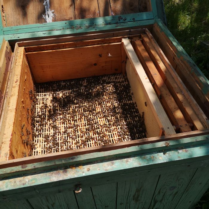 Vind Familii de albine Carpatine