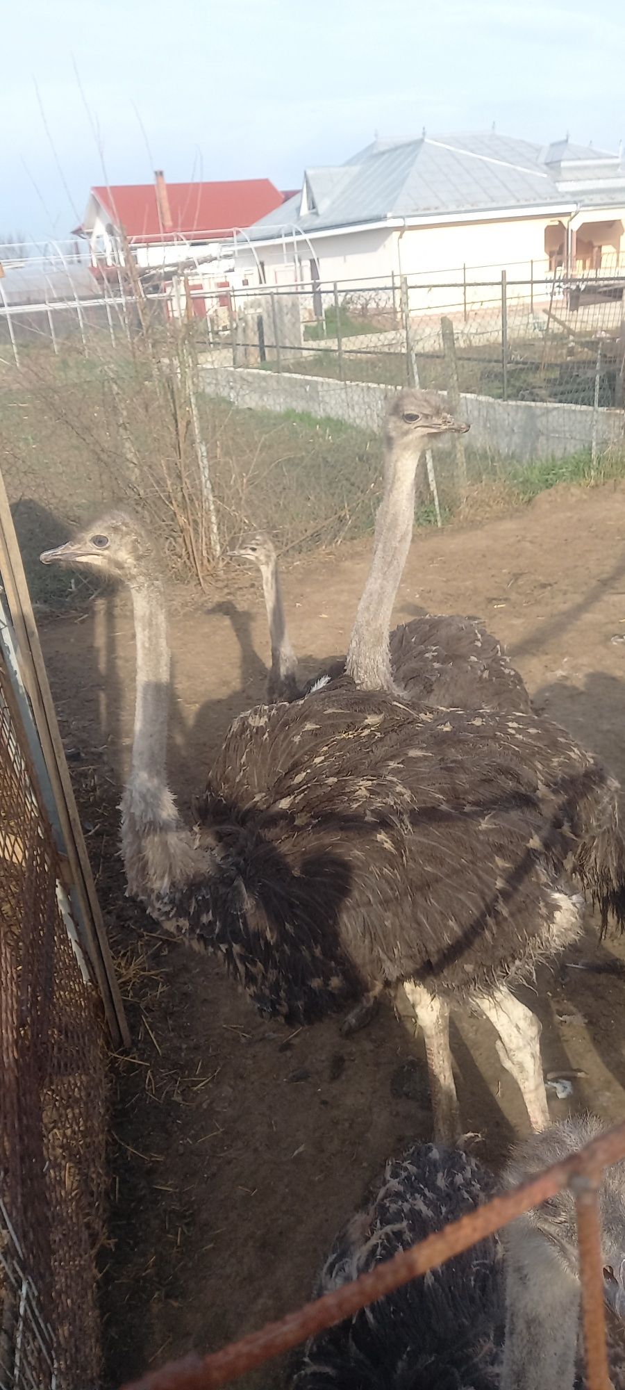 Vând struți 5 bucati