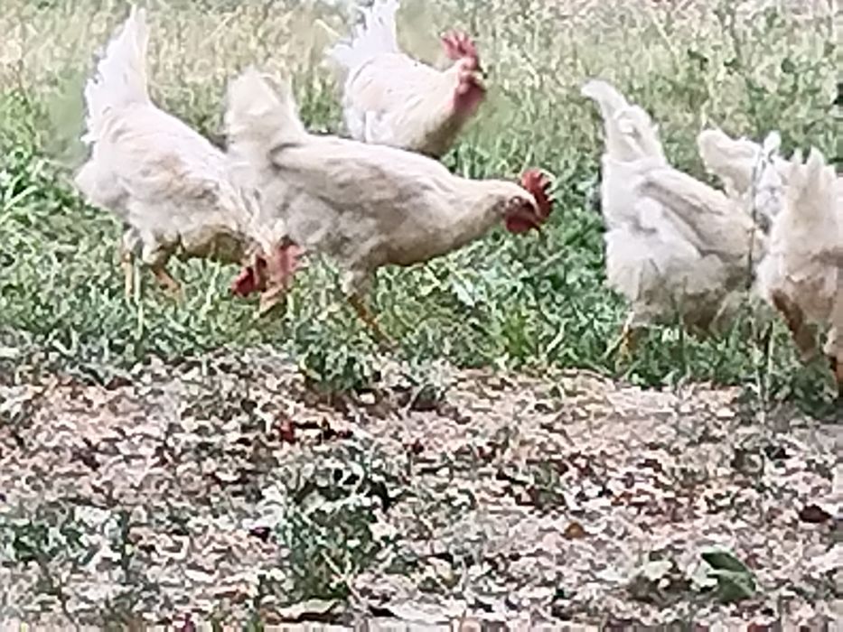 Oq xuroz sotiladi