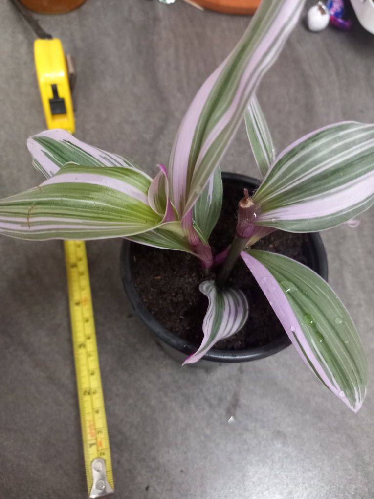 Tradescantia Albiflora Nanouk