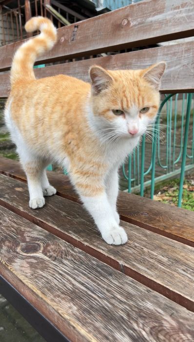 Рыжий котик, который приносит счастье в дом