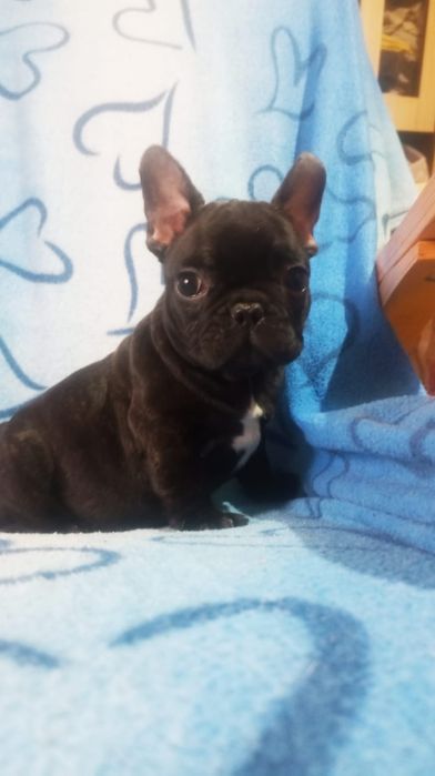 Mascul bulldog francez