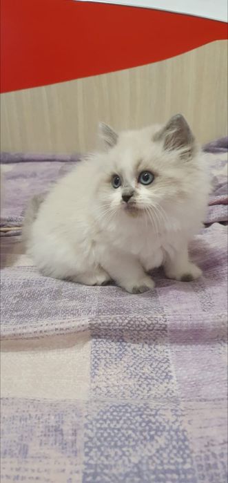 Pufosenii Drăgălașe