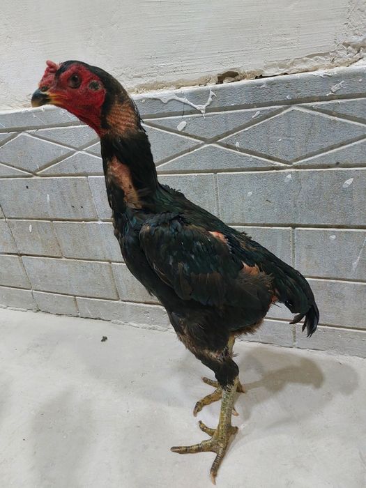 Ganoy dakan privaznoy