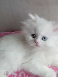 Котёнок белоснежка девочка 3 мес