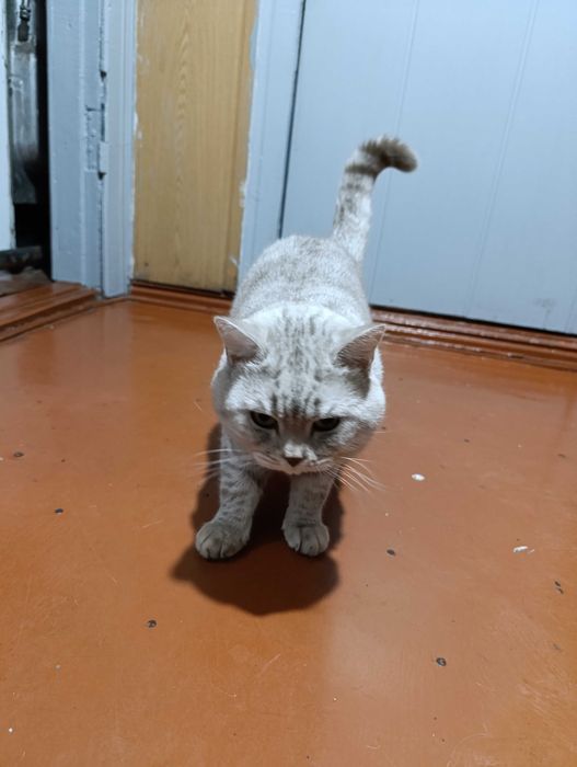 Отдам кота в хорошие руки