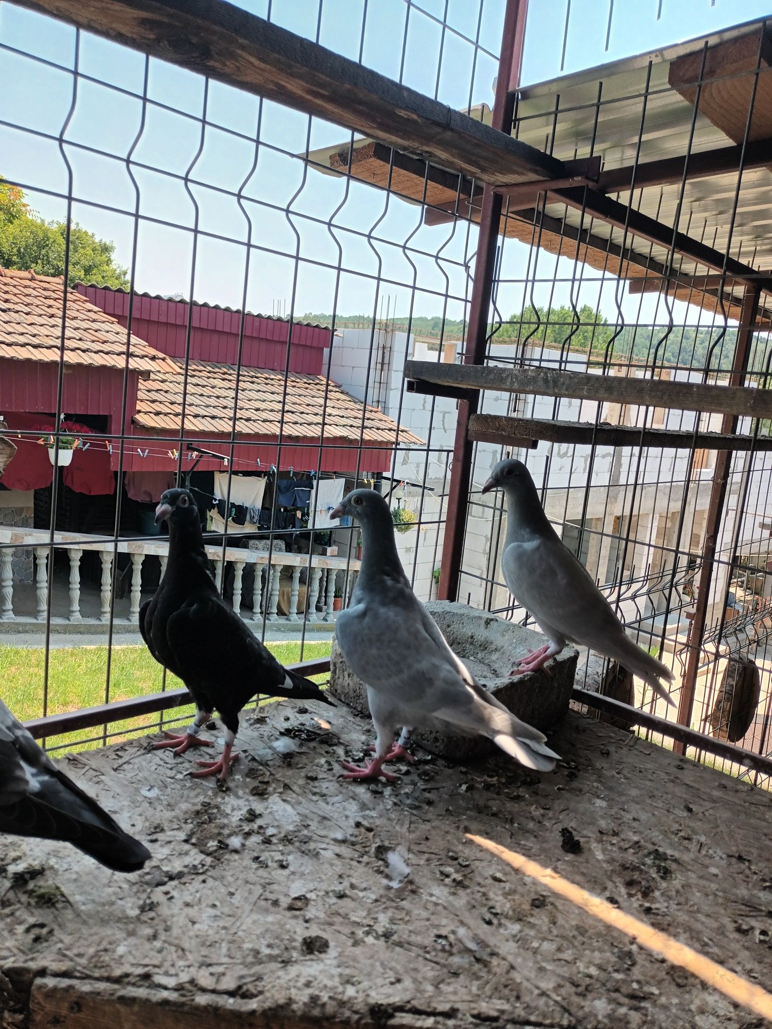 Porumbei voiajori tineret