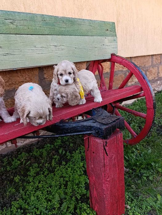 Американски кокер шпаноли