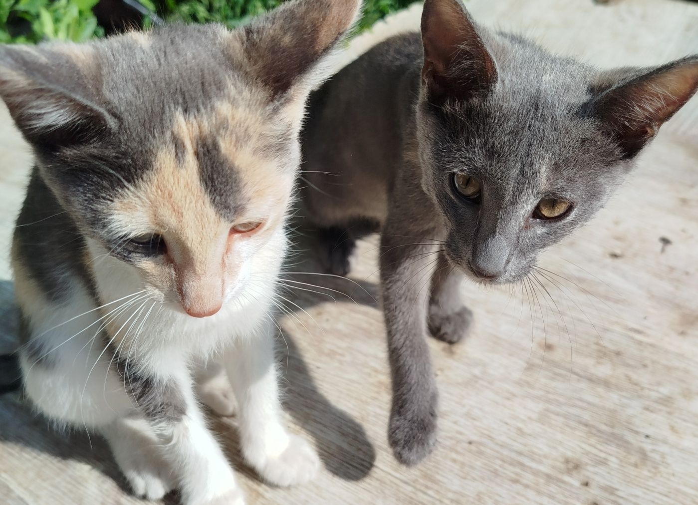 Котята даром в добрые руки