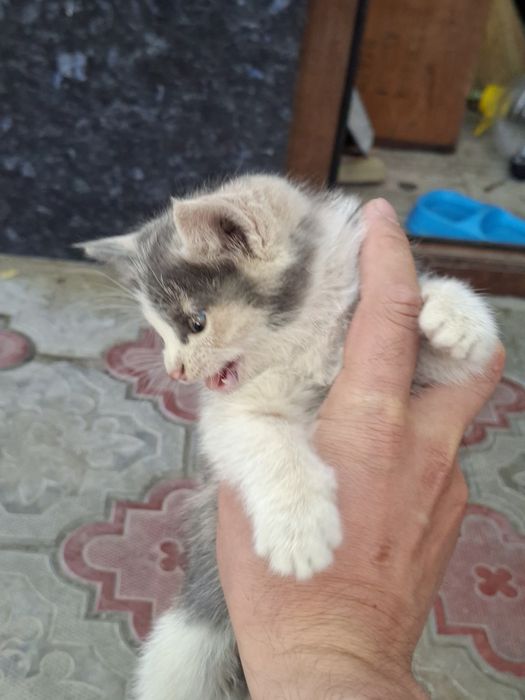 Котёнок отдам даром