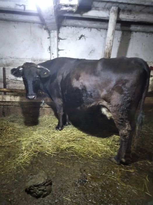 Vand vaca la a 4 a fatare