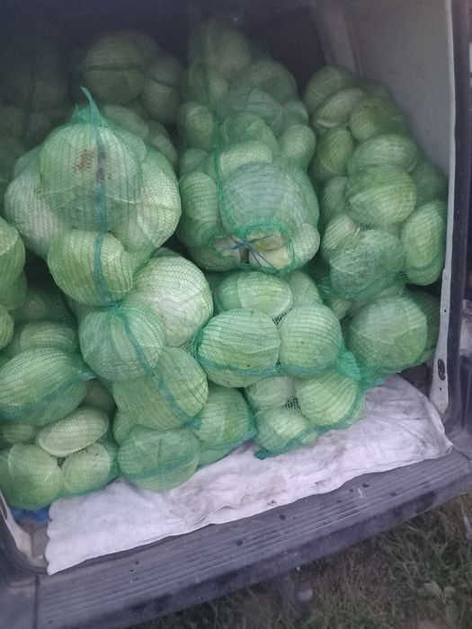 Varza plată cu frunza subtire