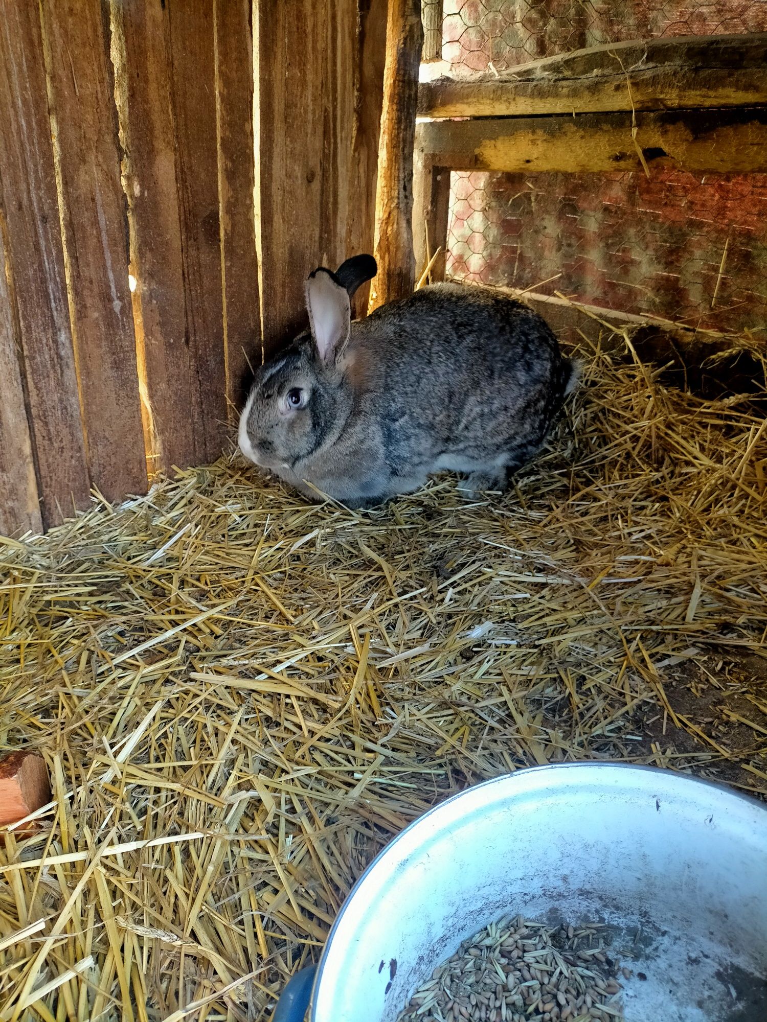 Iepuri belgieni,adulți și pui