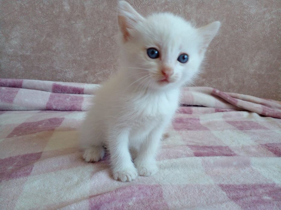 Котята кошечки два месяца