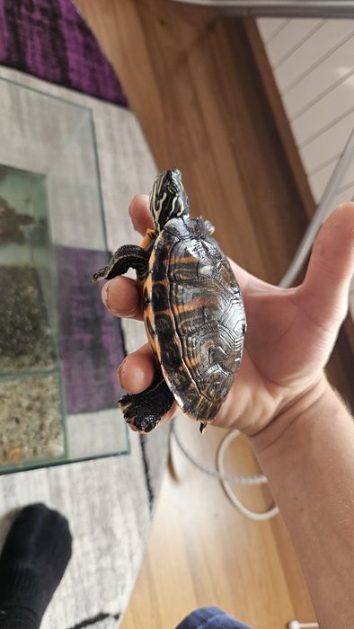 Doua broaște țestoase + accesorii si acvariu