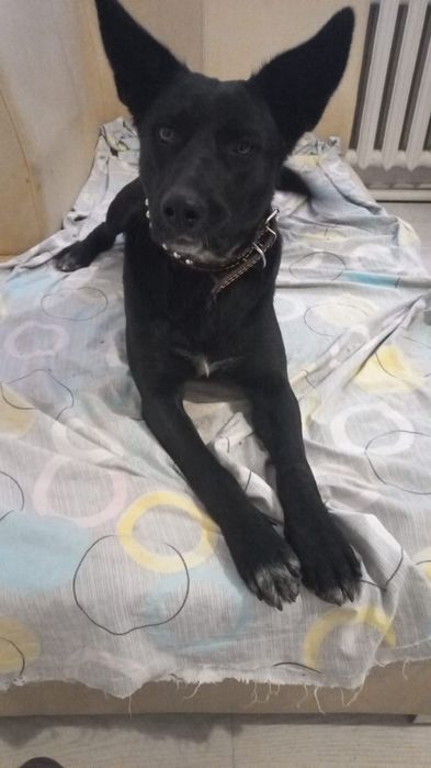 Пристриваю самую лучшую собаку (помесь овчарки)