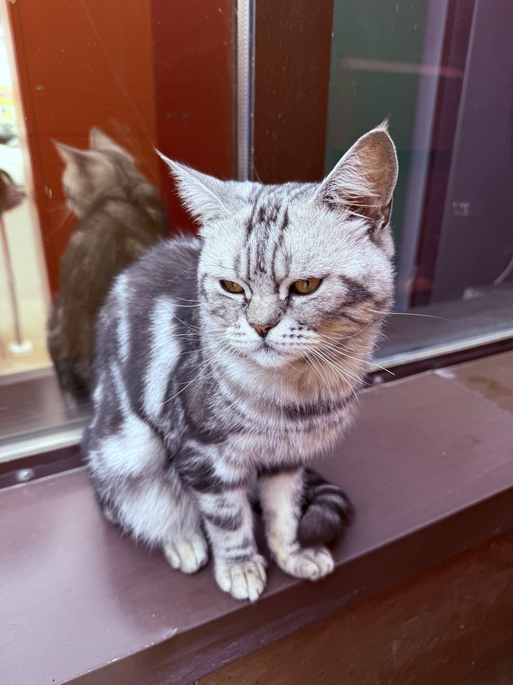 Котик ждет своих хозяев