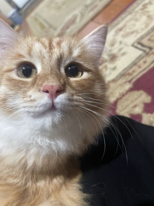 Отдам Роки в добрые руки