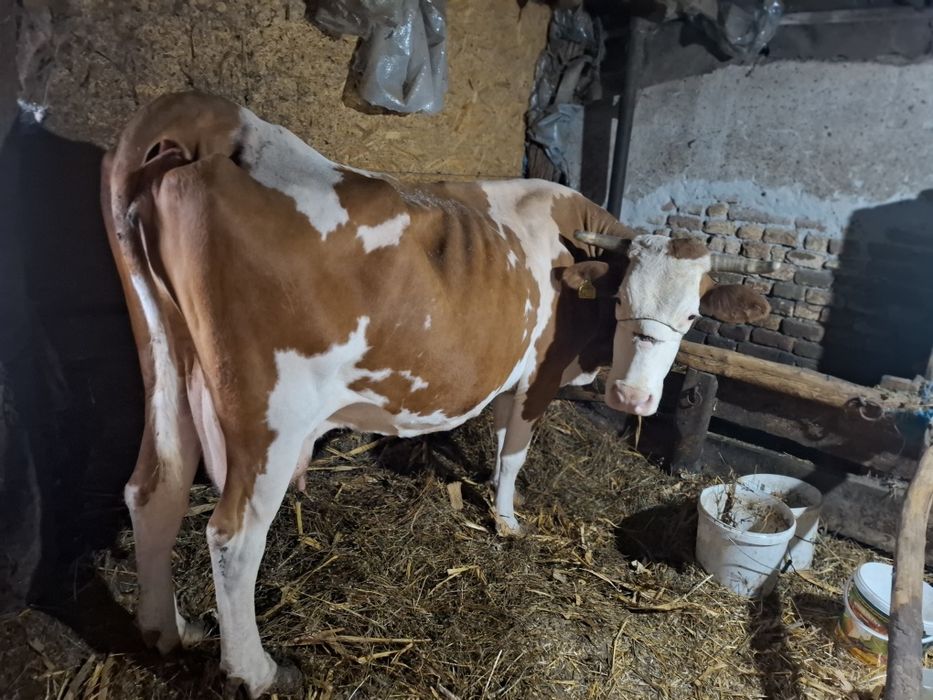 Vind.   vaca    gestanta