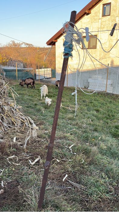 Vand 2 capre si un țap alpin francez